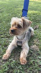 Found/Stray Male Dog last seen Michigan Road, Indianapolis IN 46228, Crows Nest, IN 46228