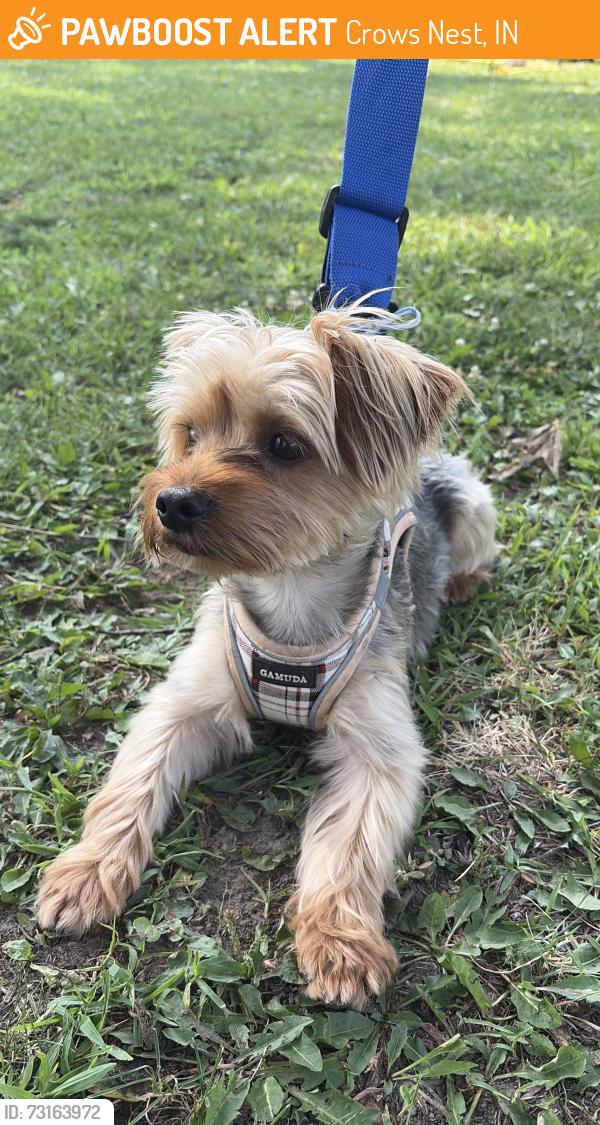 Found/Stray Male Dog last seen Michigan Road, Indianapolis IN 46228, Crows Nest, IN 46228