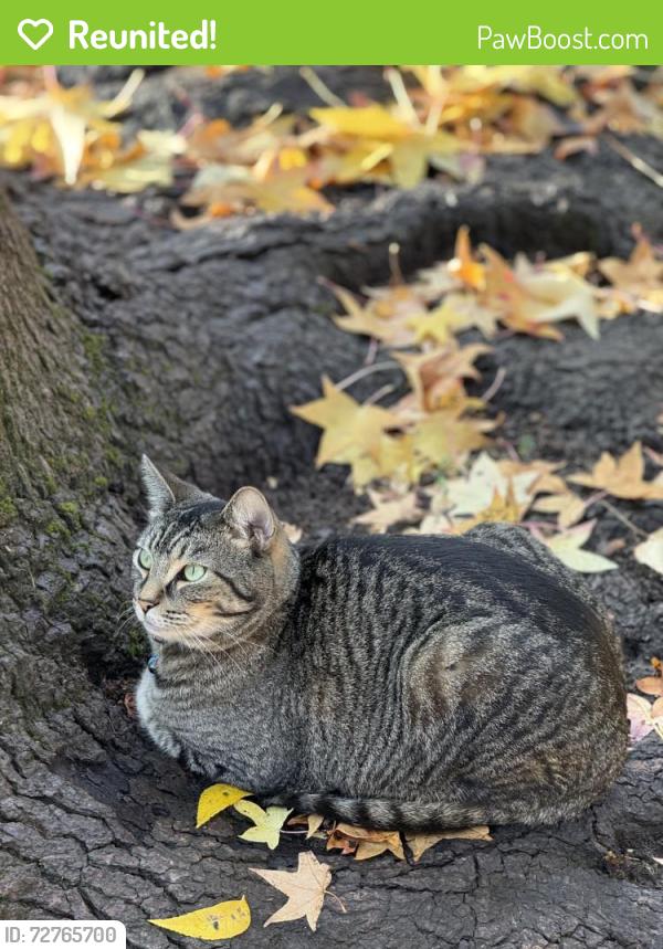 Reunited Male Cat last seen Madison Ave & Almaden Way, Citrus Heights, CA 95610