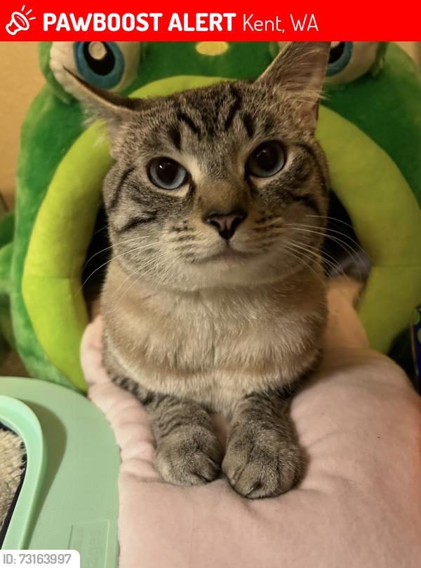 Lost Male Cat last seen Kent Area - Bellevue, Kent, WA 98032