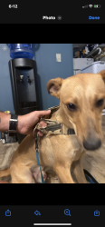Reunited Male Dog last seen Watkins Drive, Johnston County, NC 27501