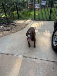 Found/Stray Male Dog last seen Near Monticello lane, McDonough, GA 30253
