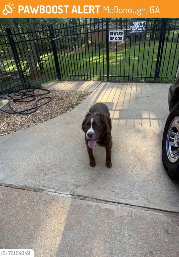 Found/Stray Male Dog last seen Near Monticello lane, McDonough, GA 30253