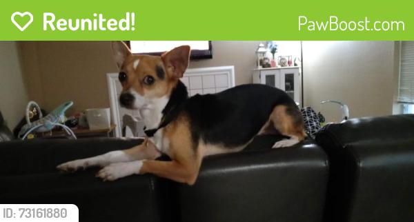 Reunited Male Dog last seen Garden manor, forest trails, Houston, TX 77084