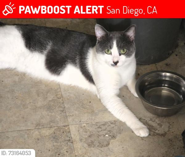 Lost Male Cat last seen Streamview dr redwood village, San Diego, CA 92105