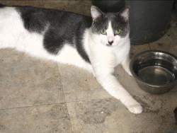Lost Male Cat last seen Streamview dr redwood village, San Diego, CA 92105
