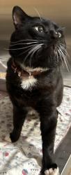 Shelter Stray Male Cat last seen Nevada And Lyons, SPOKANE, WA, 99208, 6815 E Trent Ave, Spokane, WA 99212, USA