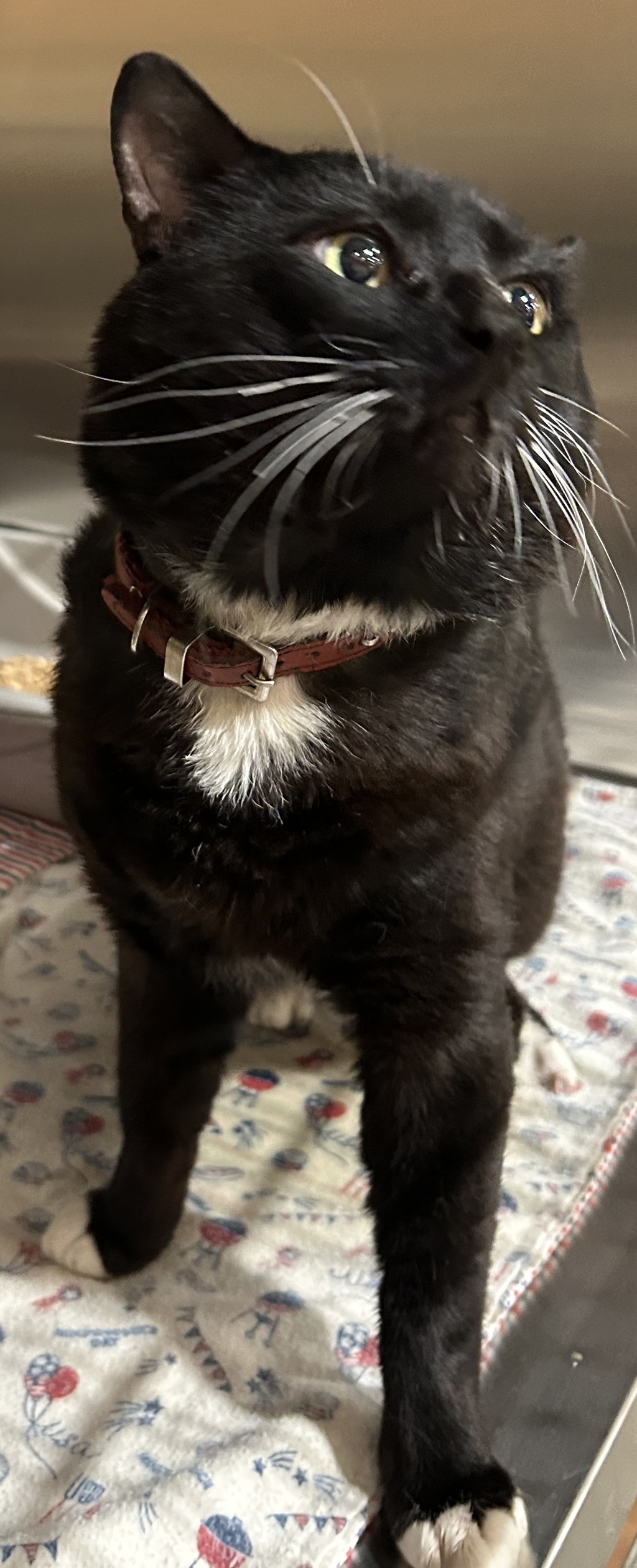 Shelter Stray Male Cat last seen Nevada And Lyons, SPOKANE, WA, 99208, 6815 E Trent Ave, Spokane, WA 99212, USA