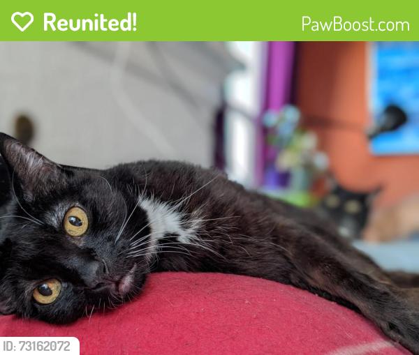 Reunited Male Cat last seen East Burnside Street and Southeast 87th Avenue, Portland, OR 97216