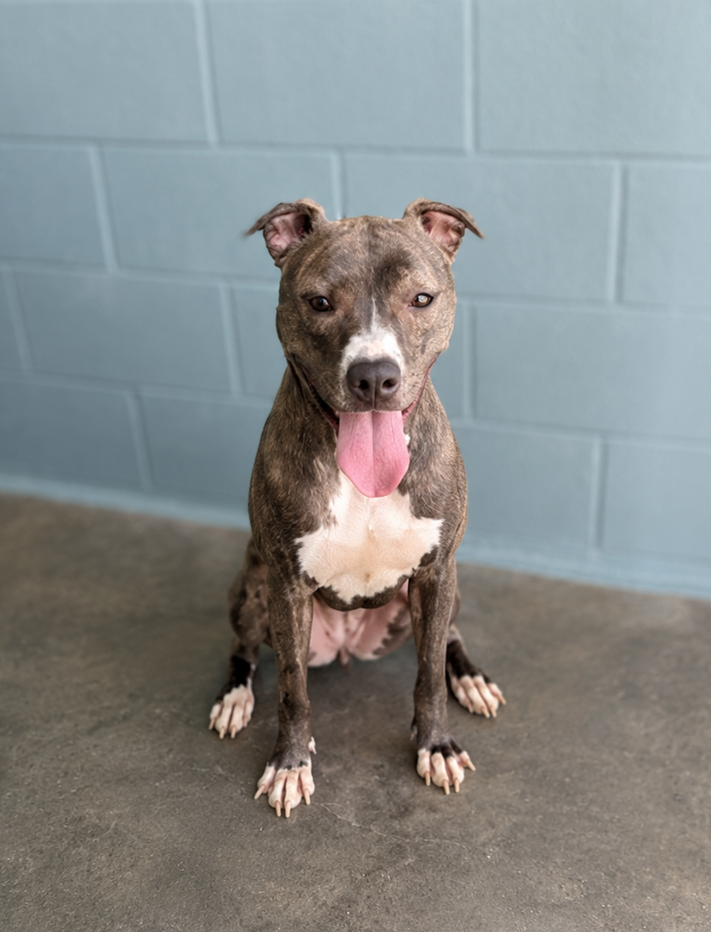 Shelter Stray Female Dog last seen Near Guilbeau Road, LAFAYETTE, LA, 70506, 410 Dugas Rd, Lafayette, LA 70507, USA