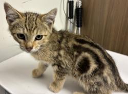 Shelter Stray Male Cat last seen NE Middlefield Rd & N Vancouver Way, PORTLAND, OR, 97217, 1700 W Historic Columbia River Hwy, Troutdale, OR 97060, USA