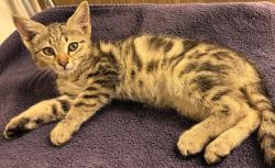 Shelter Stray Male Cat last seen NE Middlefield Rd & N Vancouver Way, PORTLAND, OR, 97217, 1700 W Historic Columbia River Hwy, Troutdale, OR 97060, USA