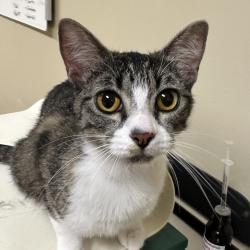Shelter Stray Female Cat last seen owner surrender, OR, 1700 W Historic Columbia River Hwy, Troutdale, OR 97060, USA