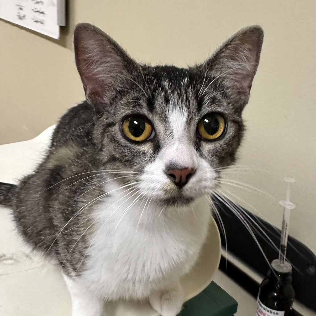 Shelter Stray Female Cat last seen owner surrender, OR, 1700 W Historic Columbia River Hwy, Troutdale, OR 97060, USA