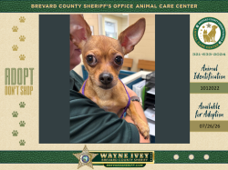 Shelter Stray Male Dog last seen Eldron Boulevard, PALM BAY, FL, 32907, 5100 W Eau Gallie Blvd, Melbourne, FL 32934, USA
