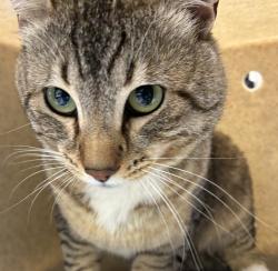 Shelter Stray Male Cat last seen NE Pacific St and NE 109th Ave, PORTLAND, OR, 97230, 1700 W Historic Columbia River Hwy, Troutdale, OR 97060, USA
