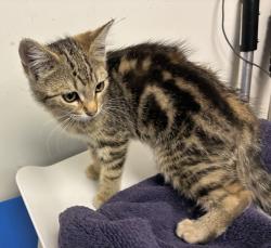 Shelter Stray Female Cat last seen NE Middlefield Rd & N Vancouver Way, PORTLAND, OR, 97217, 1700 W Historic Columbia River Hwy, Troutdale, OR 97060, USA