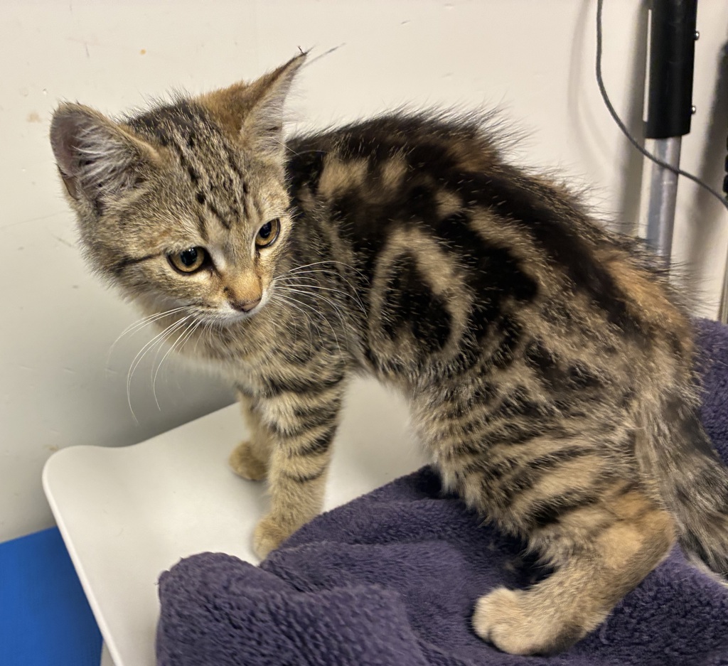 Shelter Stray Female Cat last seen NE Middlefield Rd & N Vancouver Way, PORTLAND, OR, 97217, 1700 W Historic Columbia River Hwy, Troutdale, OR 97060, USA