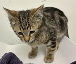 Shelter Stray Male Cat last seen NE Middlefield Rd & N Vancouver Way, PORTLAND, OR, 97217, 1700 W Historic Columbia River Hwy, Troutdale, OR 97060, USA