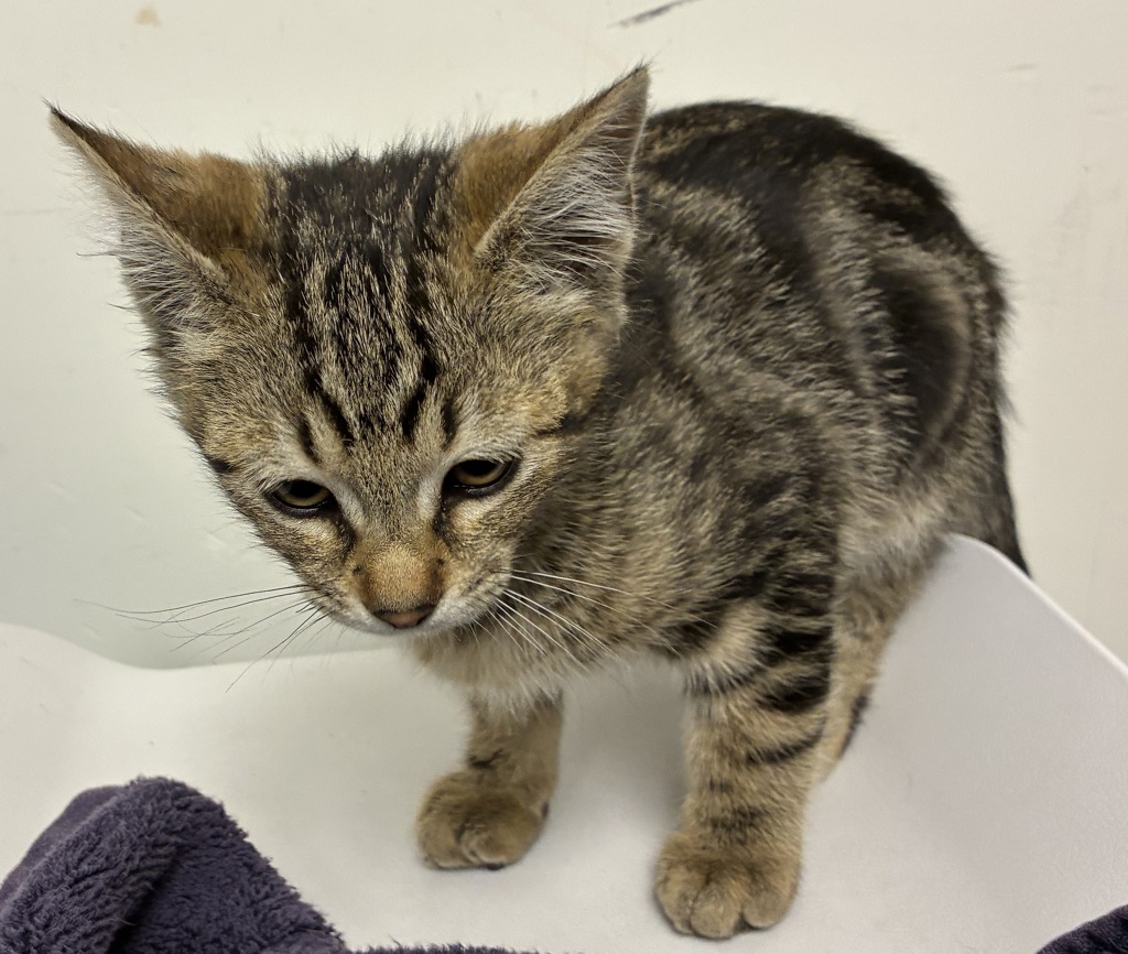 Shelter Stray Male Cat last seen NE Middlefield Rd & N Vancouver Way, PORTLAND, OR, 97217, 1700 W Historic Columbia River Hwy, Troutdale, OR 97060, USA