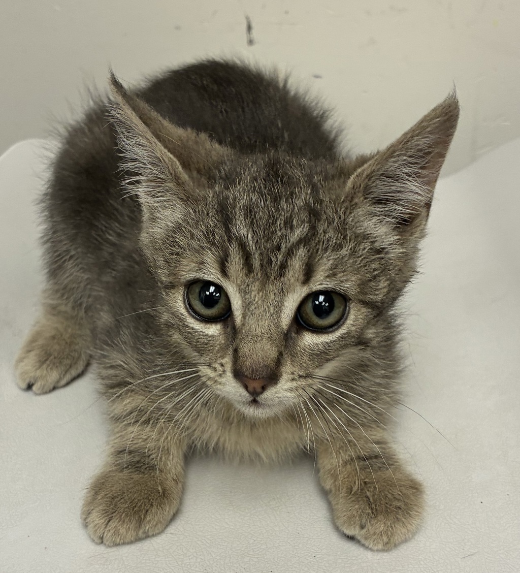 Shelter Stray Female Cat last seen NE Middlefield Rd & N Vancouver Way, PORTLAND, OR, 97217, 1700 W Historic Columbia River Hwy, Troutdale, OR 97060, USA