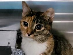 Shelter Stray Female Cat last seen STATEN ISLAND, NY, 10309, 3139 Veterans Rd W, Staten Island, NY 10309, USA