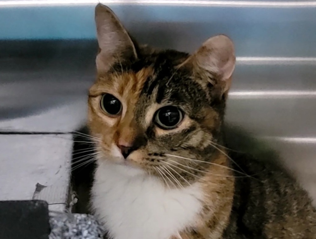 Shelter Stray Female Cat last seen STATEN ISLAND, NY, 10309, 3139 Veterans Rd W, Staten Island, NY 10309, USA