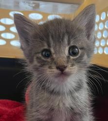 Shelter Stray Male Cat last seen W 94th Ln & Coal Creek Canyon Rd, Arvada, CO, 80007, 580 McIntyre St, Golden, CO 80401, USA