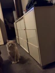 Lost Male Cat last seen Green Meadow Rd, Fayetteville, NC 28304