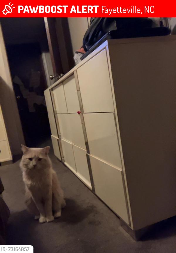 Lost Male Cat last seen Green Meadow Rd, Fayetteville, NC 28304