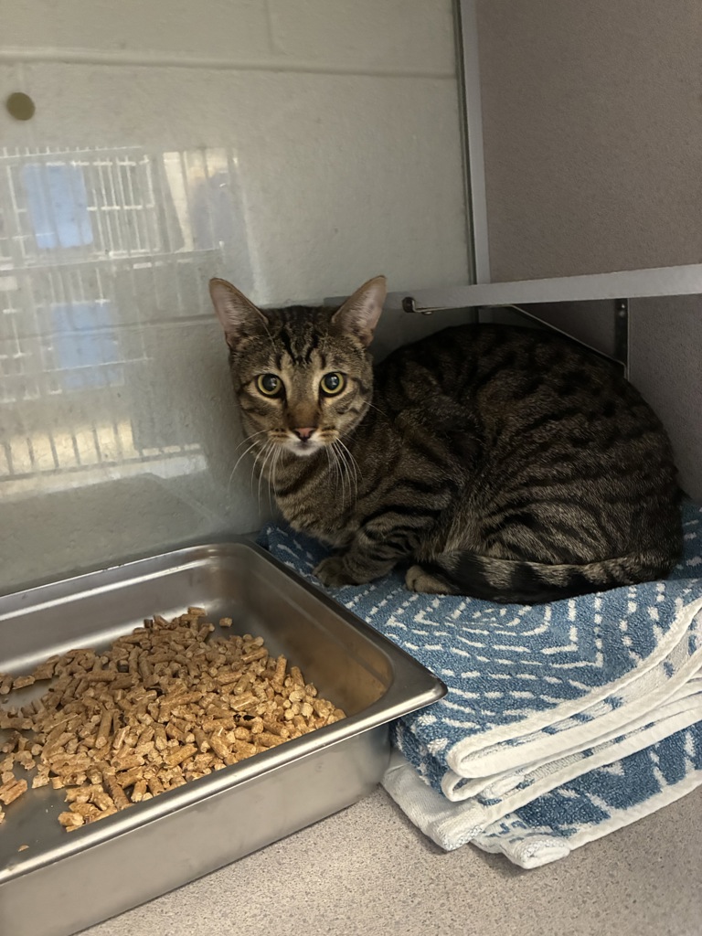 Shelter Stray Male Cat last seen Near S 1575 E, MILLCREEK, UT, 84106, 511 W 3900 S, Salt Lake City, UT 84123, USA