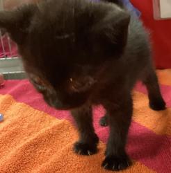 Shelter Stray Male Cat last seen found near Greene rd and Millbrook rd in Raleigh, RALEIGH, NC, 27604, 820 Beacon Lake Dr, Raleigh, NC 27610, USA