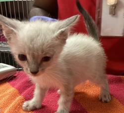 Shelter Stray Male Cat last seen found near Greene rd and Millbrook rd in Raleigh, RALEIGH, NC, 27604, 820 Beacon Lake Dr, Raleigh, NC 27610, USA