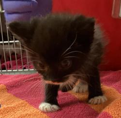 Shelter Stray Male Cat last seen found near Greene rd and Millbrook rd in Raleigh, RALEIGH, NC, 27604, 820 Beacon Lake Dr, Raleigh, NC 27610, USA