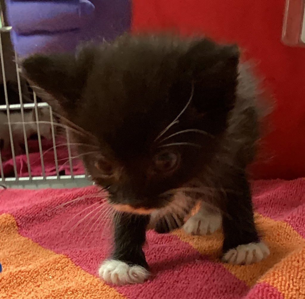 Shelter Stray Male Cat last seen found near Greene rd and Millbrook rd in Raleigh, RALEIGH, NC, 27604, 820 Beacon Lake Dr, Raleigh, NC 27610, USA