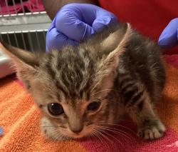 Shelter Stray Male Cat last seen found near Greene rd and Millbrook rd in Raleigh, RALEIGH, NC, 27604, 820 Beacon Lake Dr, Raleigh, NC 27610, USA