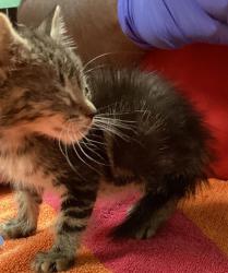 Shelter Stray Male Cat last seen found near Greene rd and Millbrook rd in Raleigh, RALEIGH, NC, 27604, 820 Beacon Lake Dr, Raleigh, NC 27610, USA