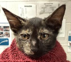 Shelter Stray Female Cat last seen found near Greene rd and Millbrook rd in Raleigh, RALEIGH, NC, 27604, 820 Beacon Lake Dr, Raleigh, NC 27610, USA