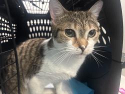 Shelter Stray Female Cat last seen Near Morris Avenue, BRONX, NY, 10457, 326 E 110th St, New York, NY 10029, USA