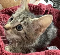 Shelter Stray Male Cat last seen found near Greene rd and Millbrook rd in Raleigh, RALEIGH, NC, 27604, 820 Beacon Lake Dr, Raleigh, NC 27610, USA