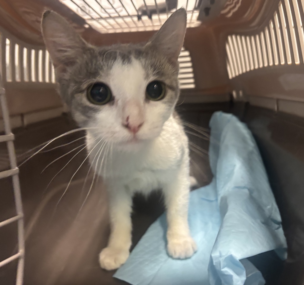 Shelter Stray Female Cat last seen Near Morris Avenue, BRONX, NY, 10457, 326 E 110th St, New York, NY 10029, USA