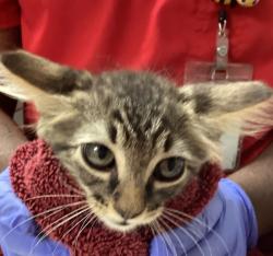 Shelter Stray Female Cat last seen found near Greene rd and Millbrook rd in Raleigh, RALEIGH, NC, 27604, 820 Beacon Lake Dr, Raleigh, NC 27610, USA