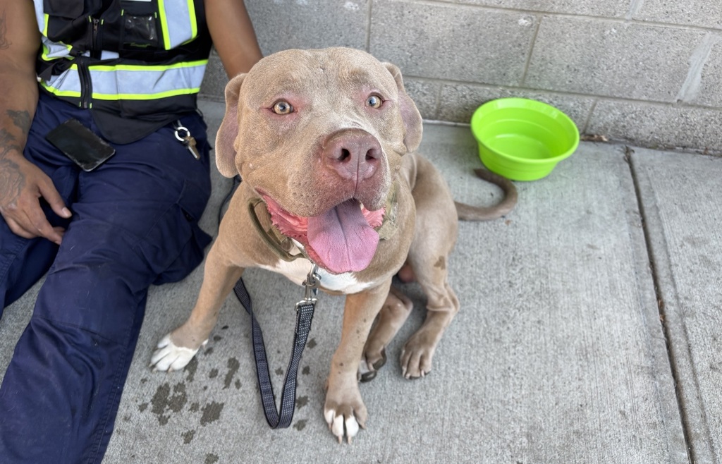 Shelter Stray Male Dog last seen Apt 2C,64 W 128th Street, NEW YORK, NY, 10027, 326 E 110th St, New York, NY 10029, USA
