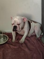 Lost Female Dog last seen Basing road by across from quick stop, New Castle, DE 19720
