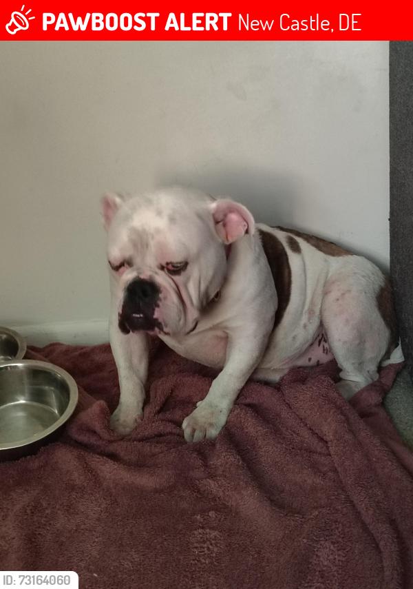Lost Female Dog last seen Basing road by across from quick stop, New Castle, DE 19720