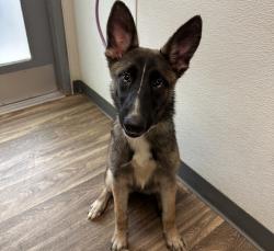Shelter Stray Female Dog last seen Near Cactus Road, San Diego, CA, 92154, 5500 Gaines St, San Diego, CA 92110, USA