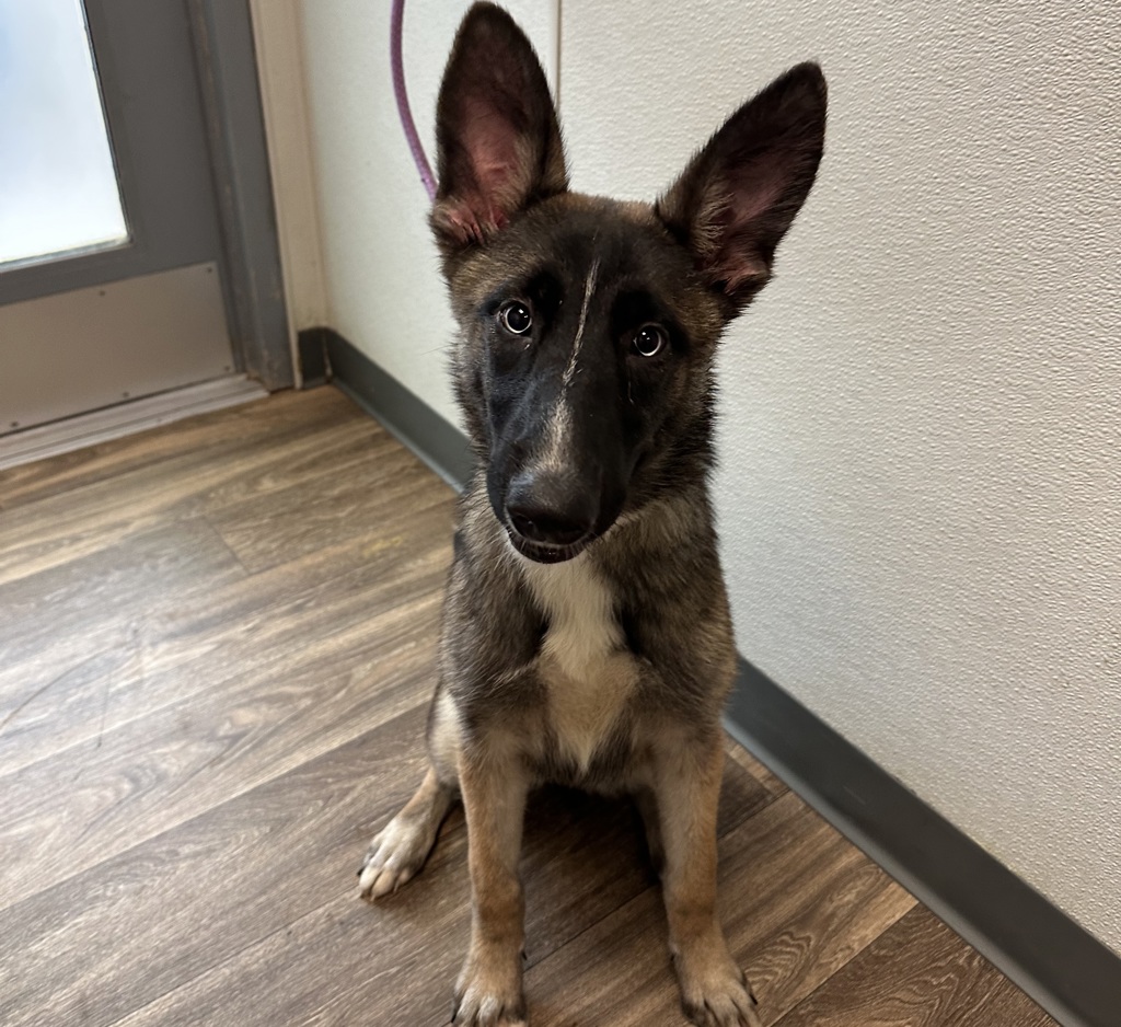 Shelter Stray Female Dog last seen Near Cactus Road, San Diego, CA, 92154, 5500 Gaines St, San Diego, CA 92110, USA