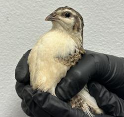 Shelter Stray Unknown Bird last seen In City Heights, San Diego, CA, 92102, 5500 Gaines St, San Diego, CA 92110, USA