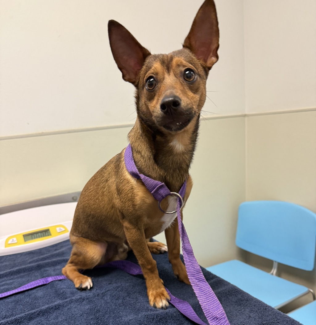 Shelter Stray Male Dog last seen Near Maple Street, San Diego, CA, 92105, 5500 Gaines St, San Diego, CA 92110, USA