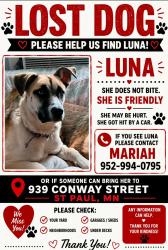 Lost Female Dog last seen 3rd and forest, Saint Paul, MN 55106